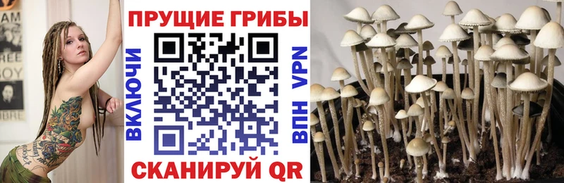 что такое   Катайск  Галлюциногенные грибы GOLDEN TEACHER 